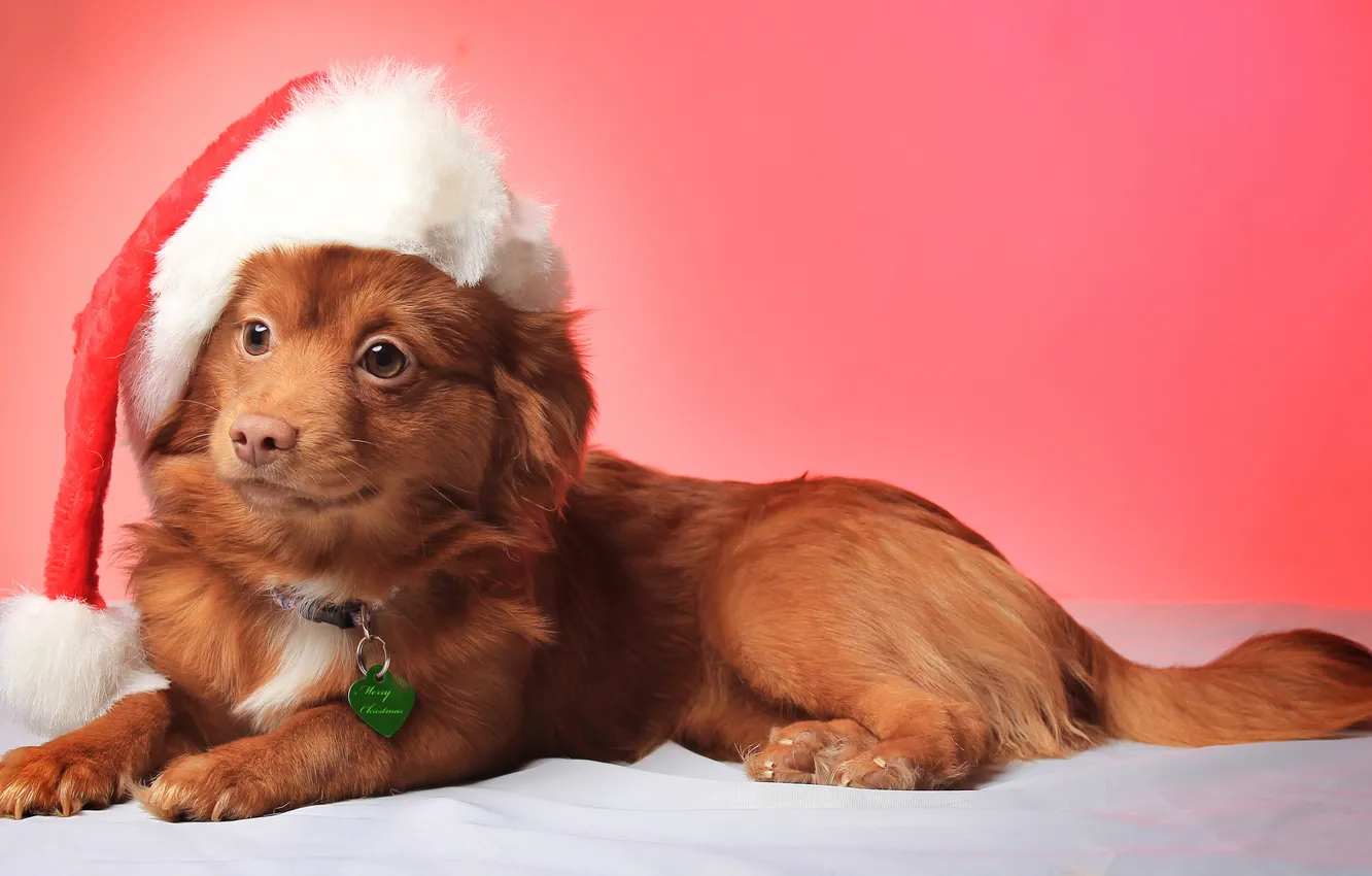 Photo wallpaper look, smile, hat, dog, Christmas, Christmas, hat, smile