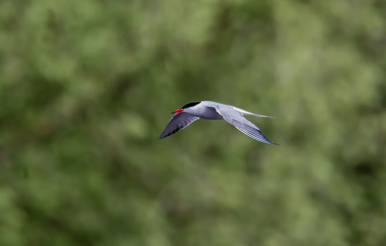 Photo wallpaper flight, background, bird, seagulls, photohunt