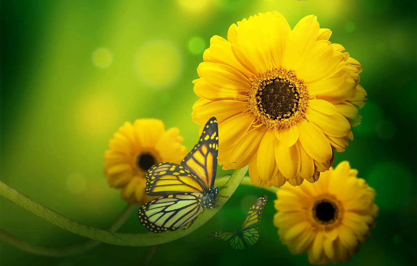 Photo wallpaper background, butterfly, gerbera