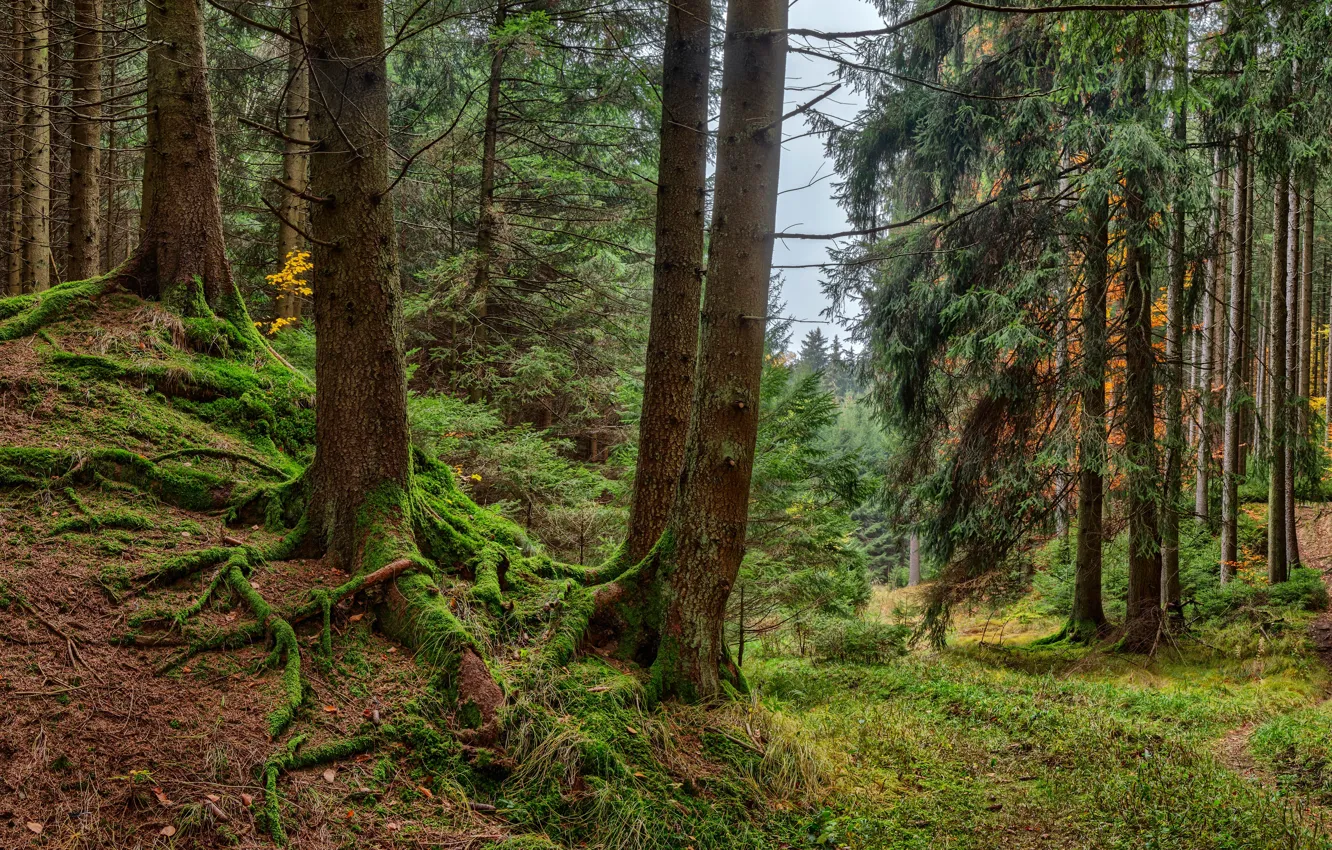 Photo wallpaper forest, grass, trees, moss, Germany, Bayern