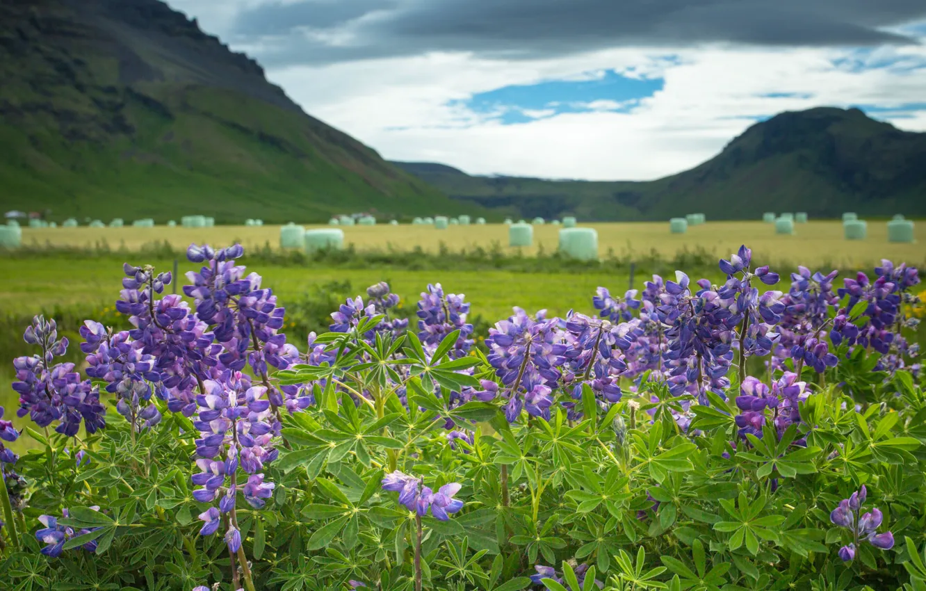 Photo wallpaper flowers, mountains, Iceland, Iceland, lupins