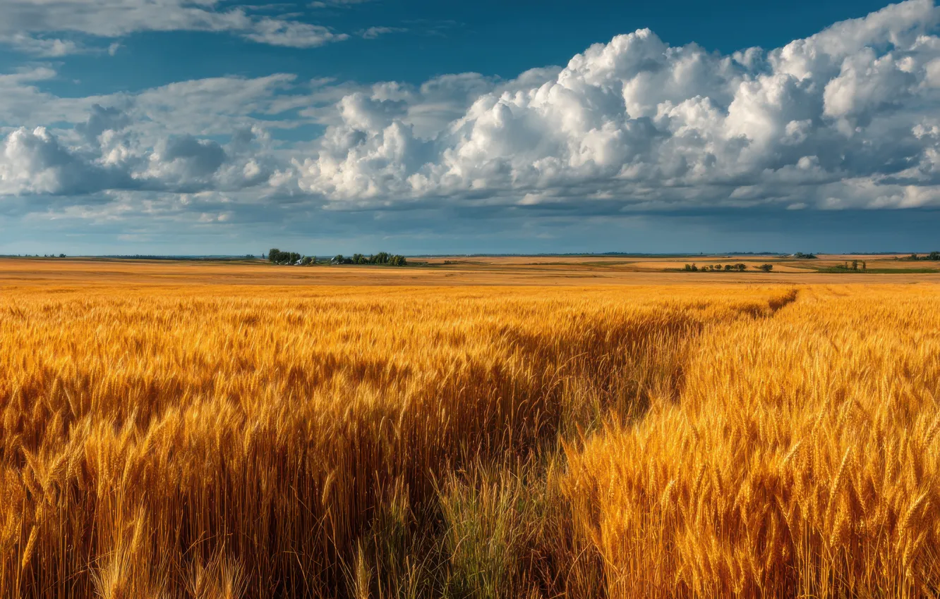 Photo wallpaper field, summer, the sky, clouds, landscape, blue, rye, dal