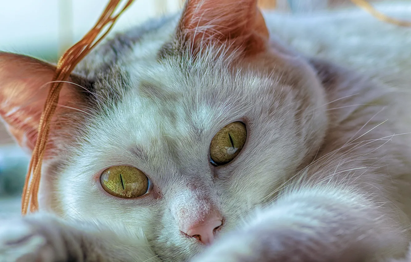 Photo wallpaper cat, eyes, look, close-up, muzzle, cat