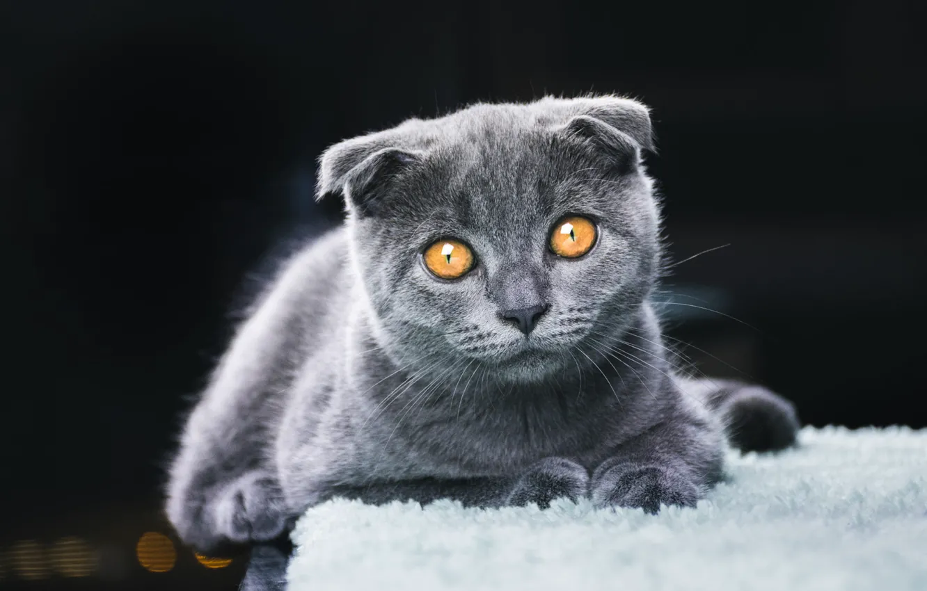 Photo wallpaper cat, look, pose, the dark background, kitty, grey, portrait, fold