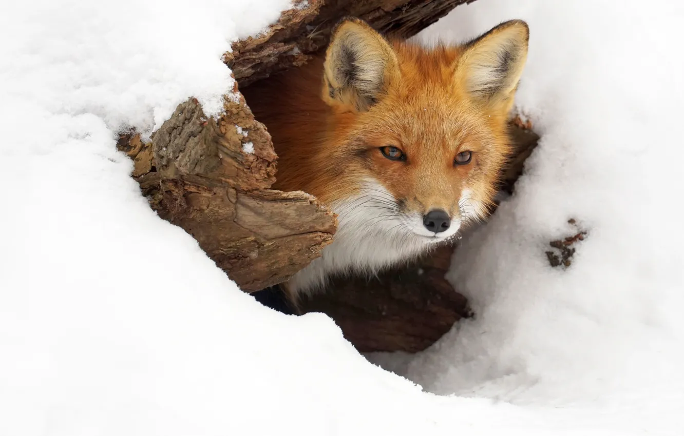 Photo wallpaper winter, face, snow, Nora, Fox