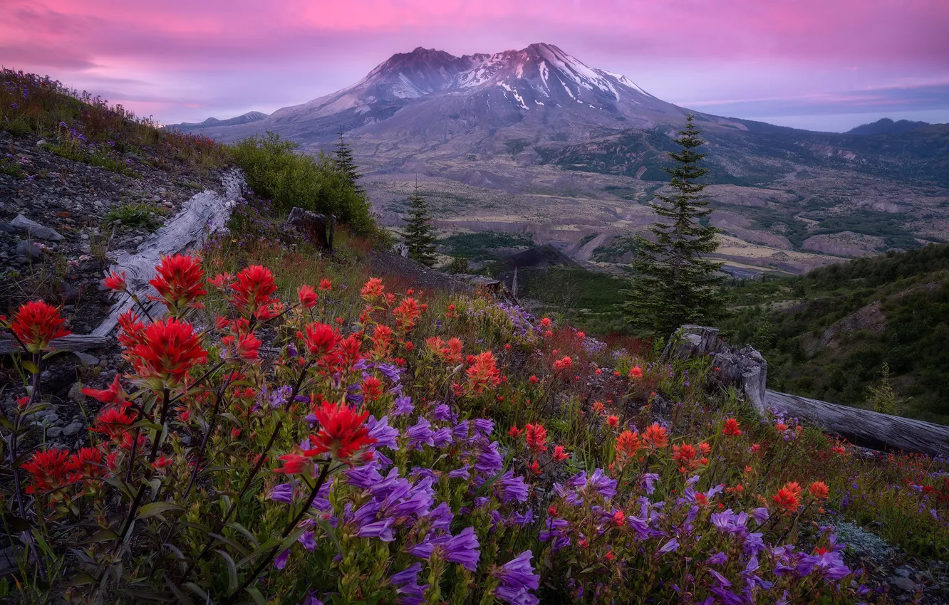 Photo wallpaper flowers, mountain, valley, slope, bells, The cascade mountains, stratovolcano, Washington State