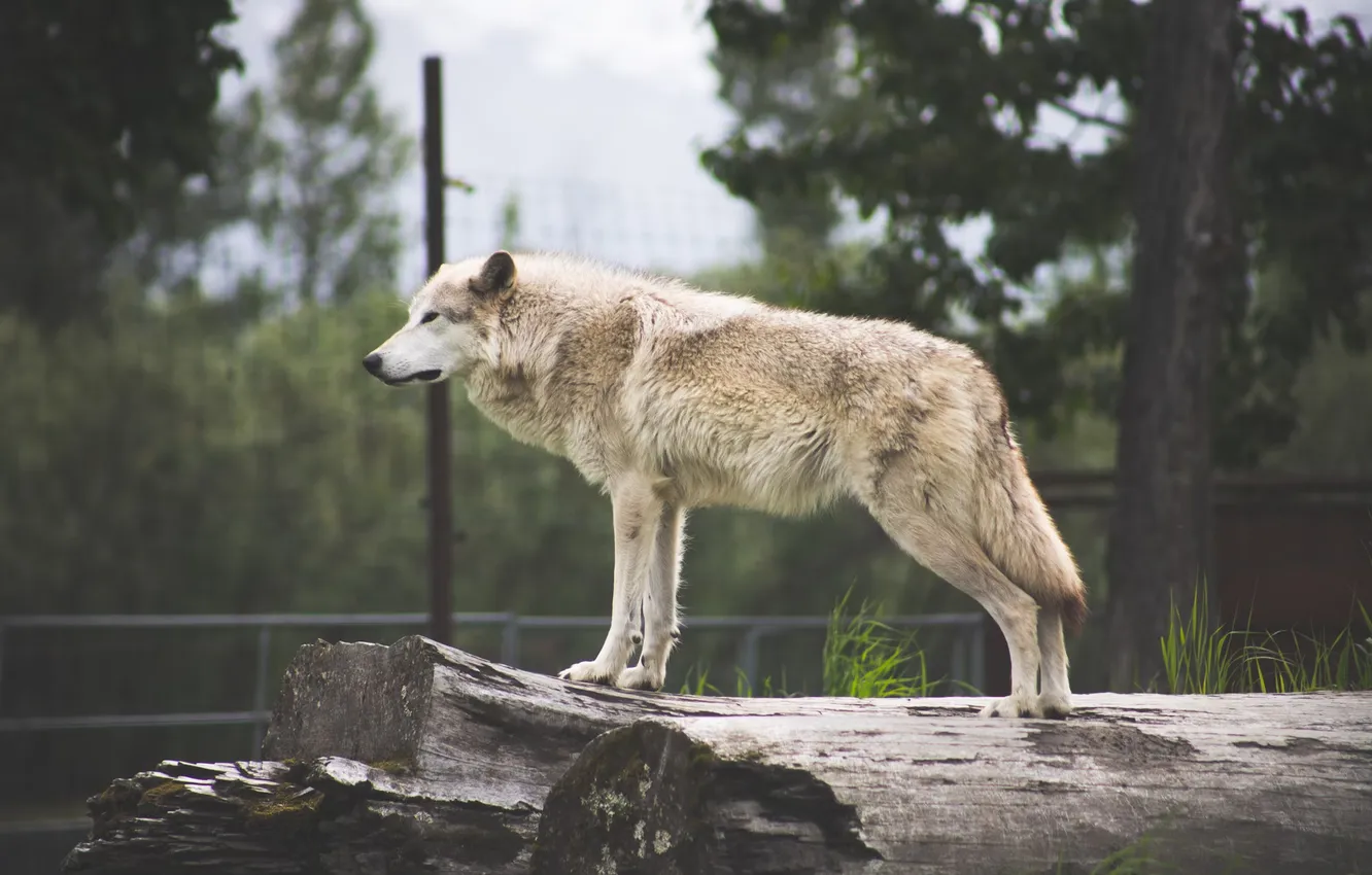Photo wallpaper Predator, nature, animal, wolf, wildlife, portrait, portrait., Canis lupus. face