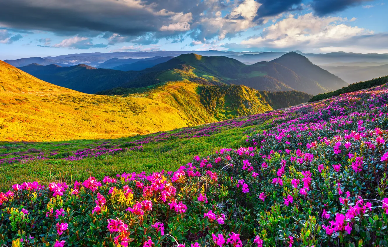 Photo wallpaper the sky, the sun, flowers, mountains, spring, landscape, nature, meadows