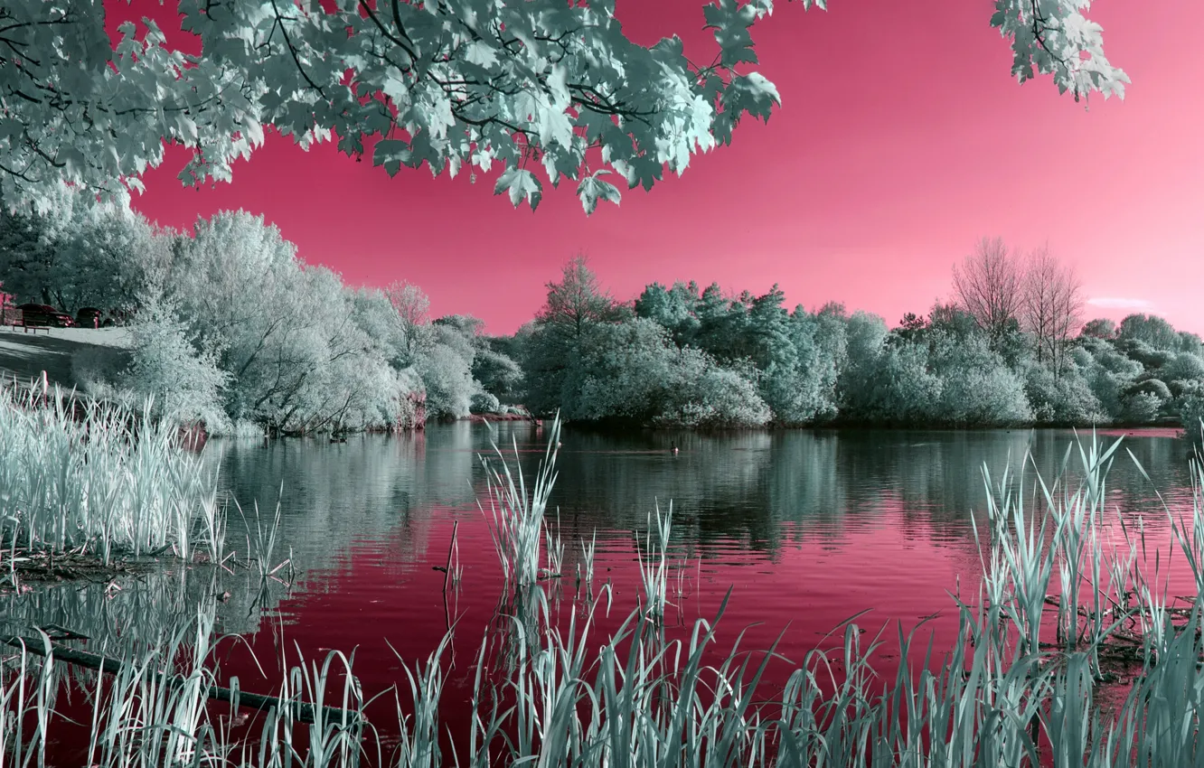Photo wallpaper the sky, grass, water, trees, lake, pond