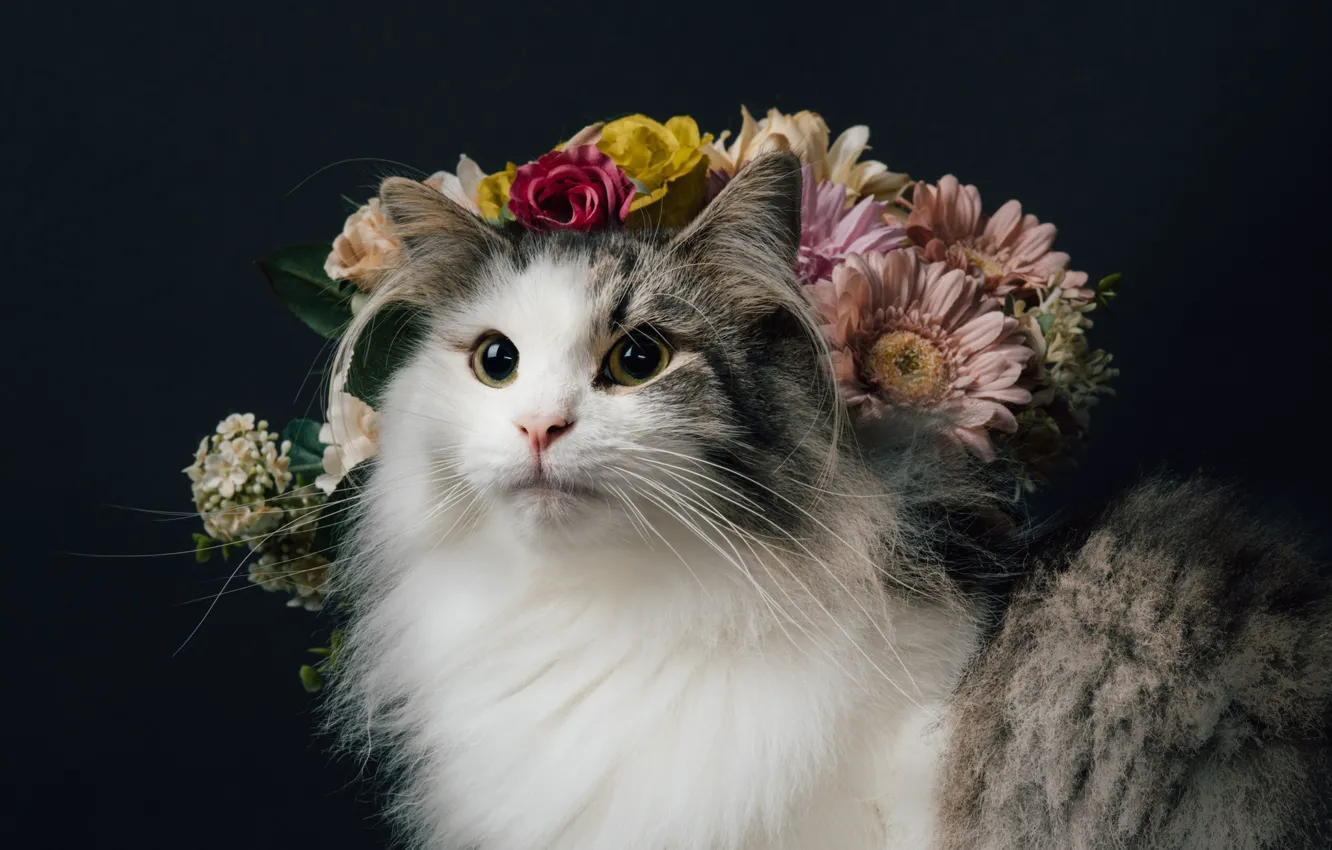 Photo wallpaper cat, look, flowers, background, portrait, fluffy, Norwegian forest cat