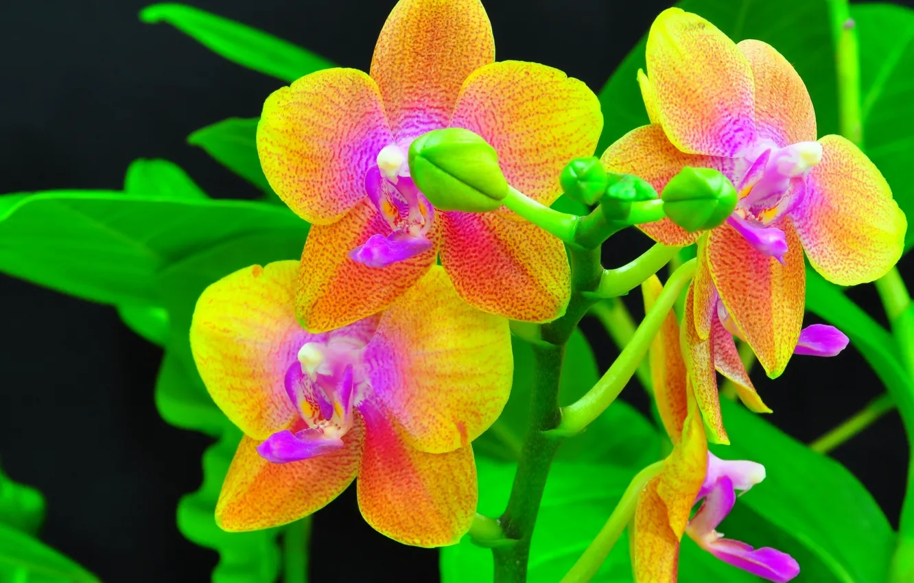 Photo wallpaper branch, orchids, exotic, buds