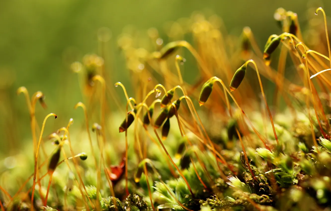 Photo wallpaper summer, grass, macro, nature