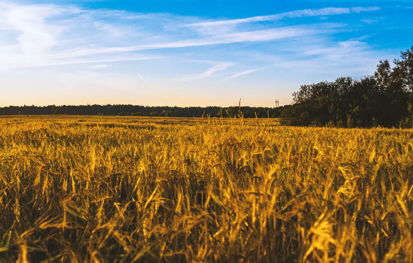 Photo wallpaper wheat, field, summer, the sky, landscape, blue, harvest, bread