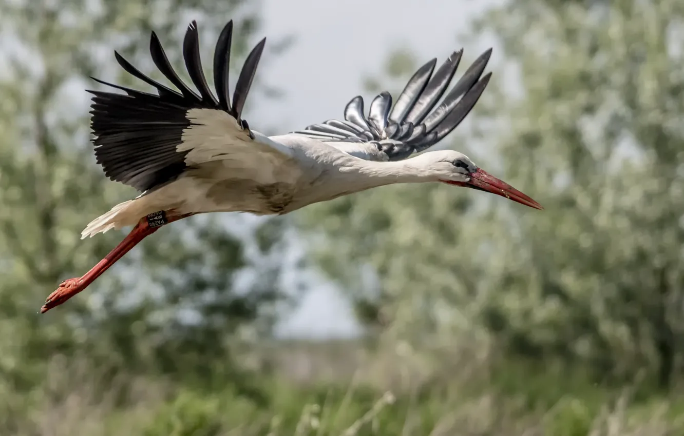 Photo wallpaper flight, bird, stork