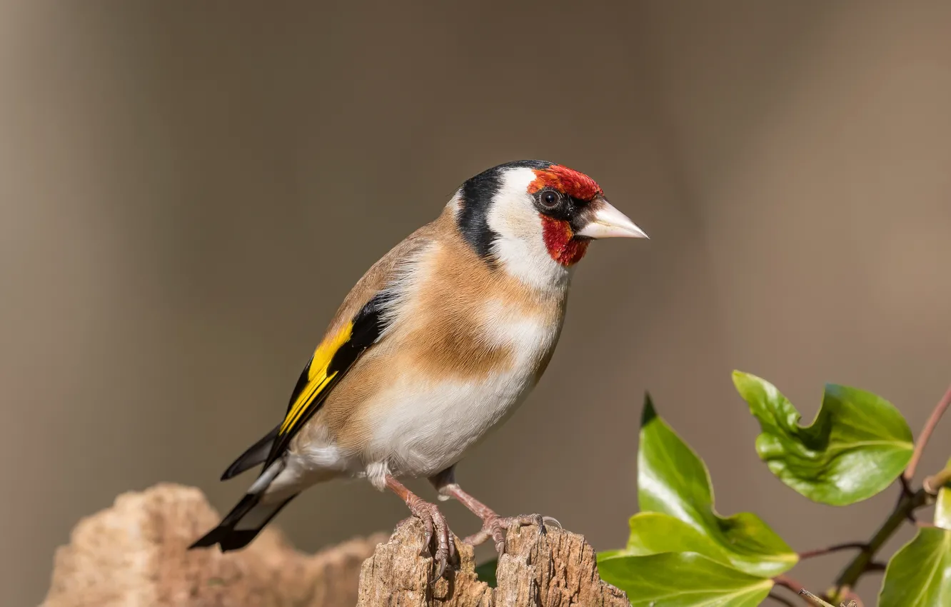 Photo wallpaper bird, stump, goldfinch