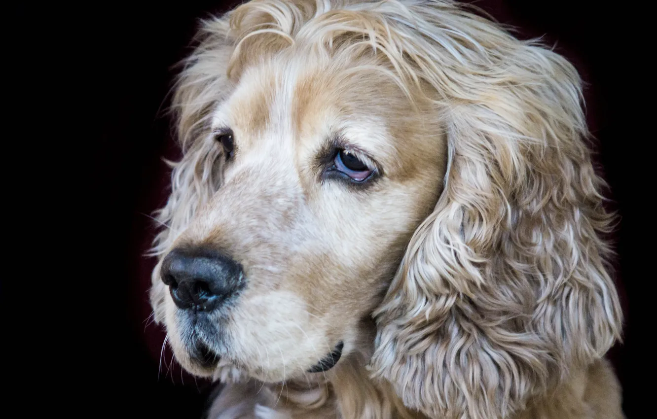 Photo wallpaper each, dog, muzzle