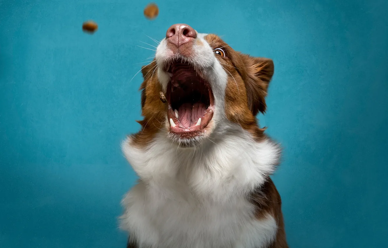 Photo wallpaper dog, mouth, feed