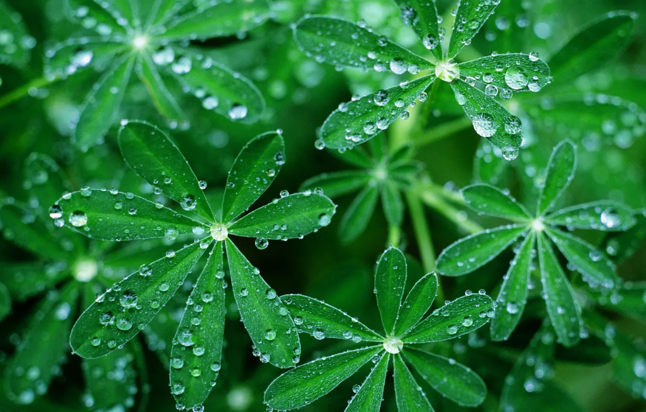 Photo wallpaper greens, grass, drops, umbrella, Ross