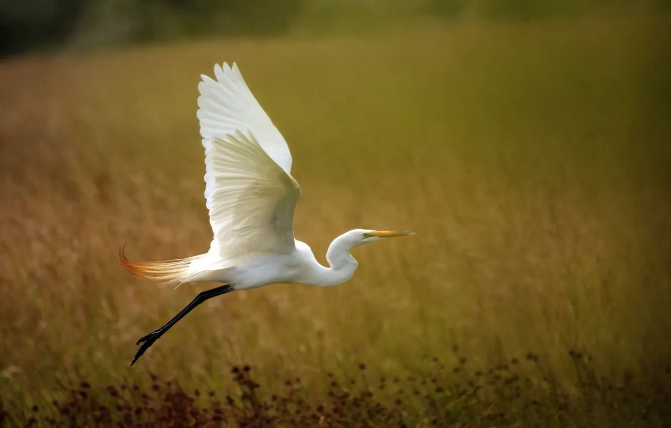Photo wallpaper background, wings, the rise, Heron, white egret