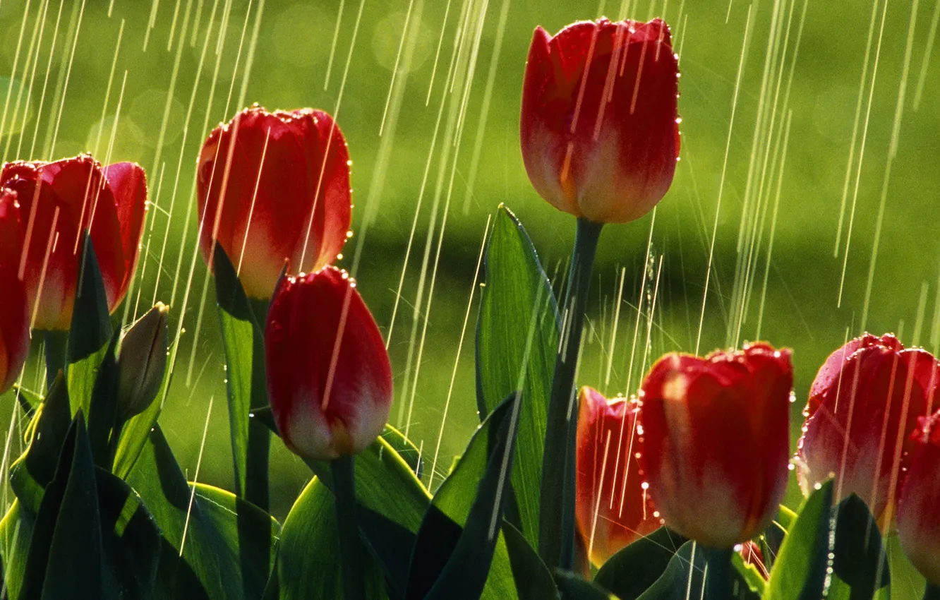 Photo wallpaper greens, summer, the sun, rain, tulips, red tulips