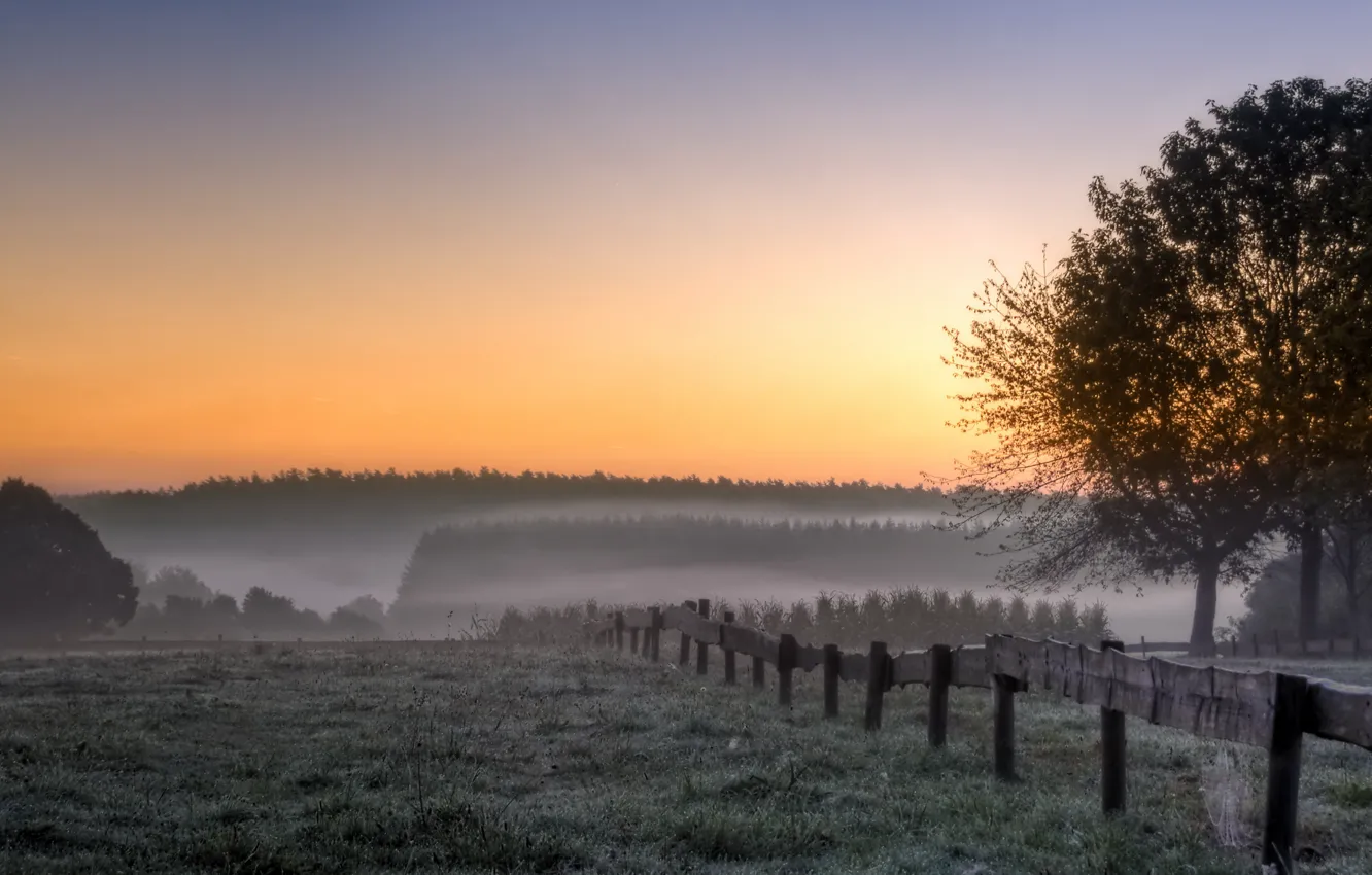 Photo wallpaper field, trees, landscape, fog, morning