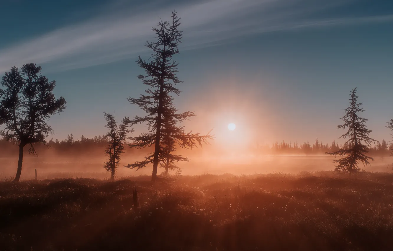 Photo wallpaper forest, the sun, rays, fog, sunrise, Morning