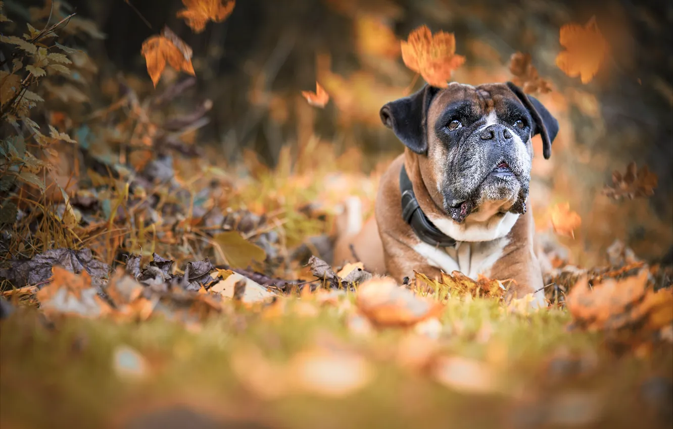 Photo wallpaper autumn, face, nature, animal, dog, falling leaves, dog, boxer