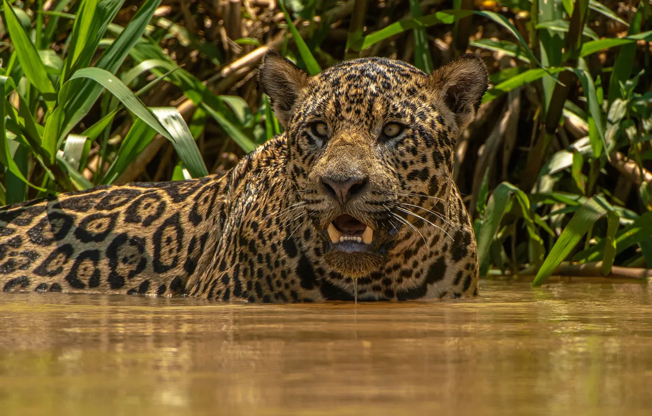 Photo wallpaper face, water, Jaguar, wild cat, Alexander Markelov