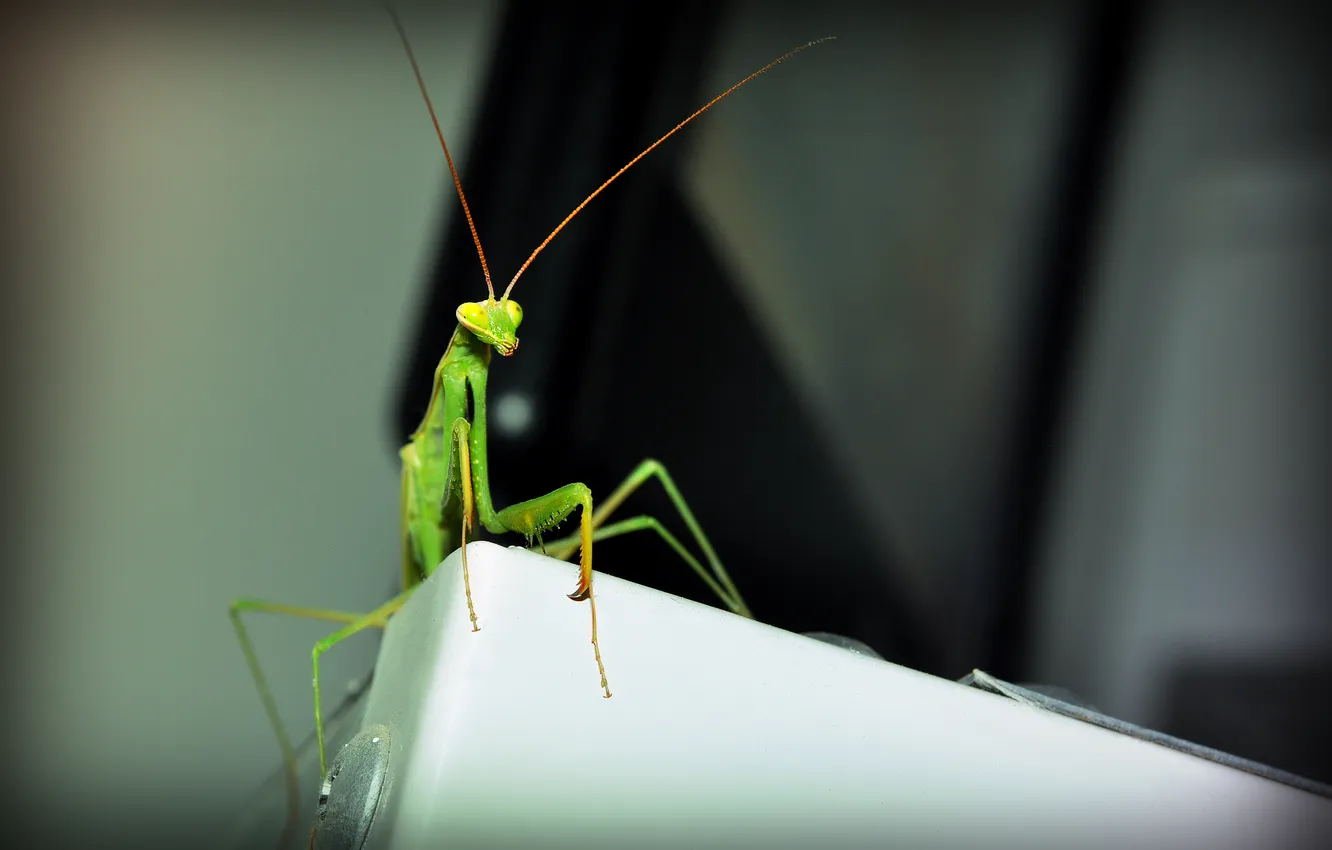 Photo wallpaper green, mantis, nasekomoe
