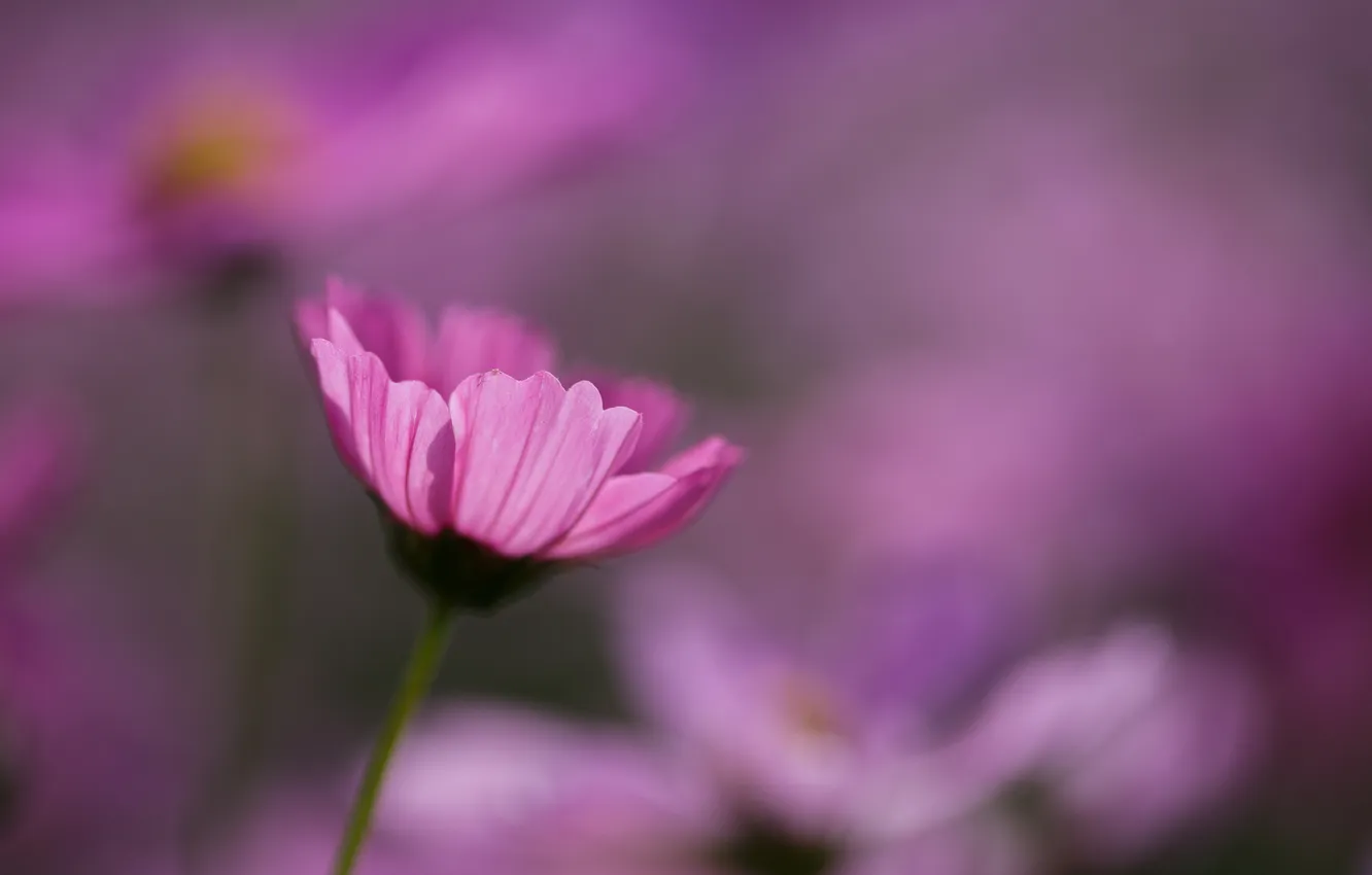 Photo wallpaper macro, pink, focus, kosmeya