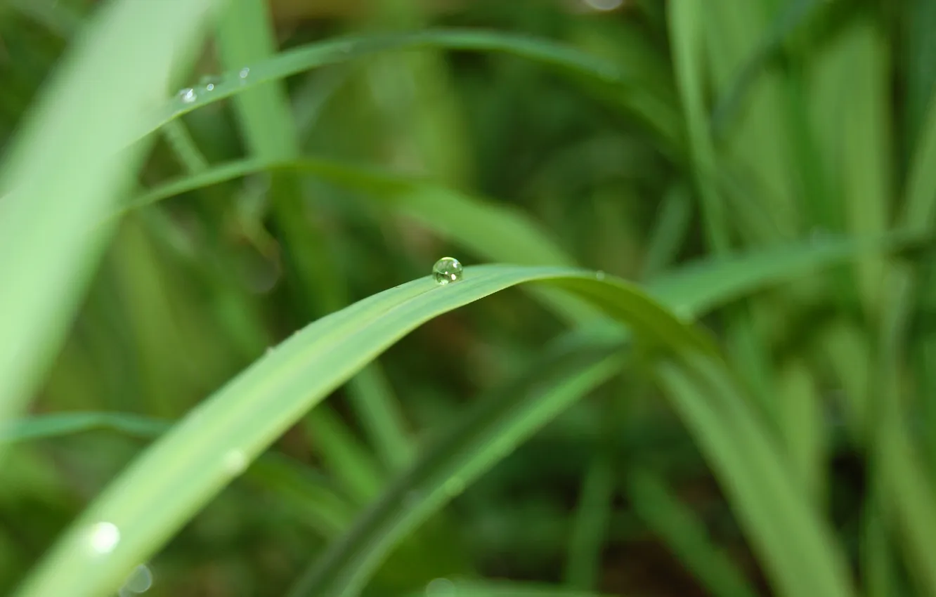 Photo wallpaper drops, macro, stem