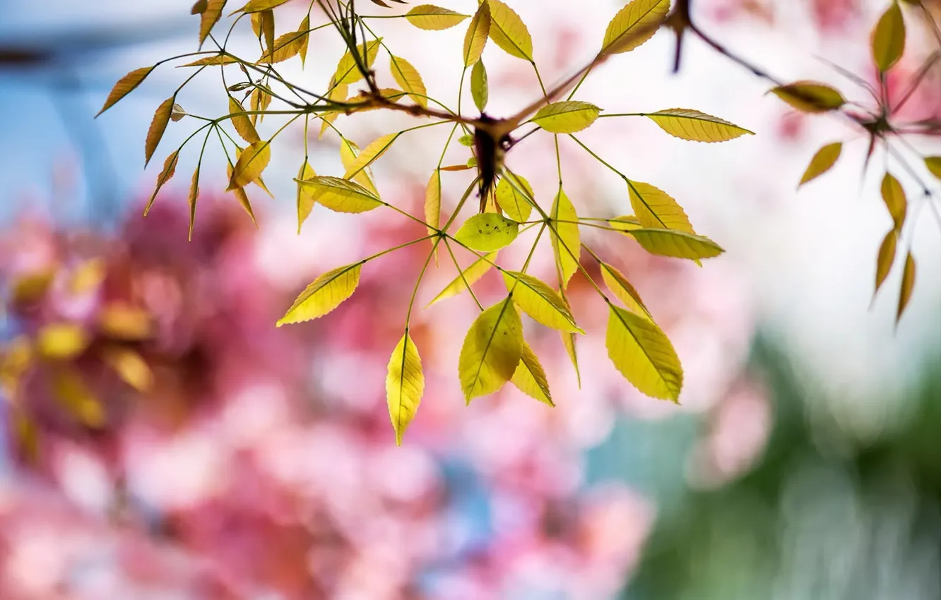 Photo wallpaper leaves, nature, background