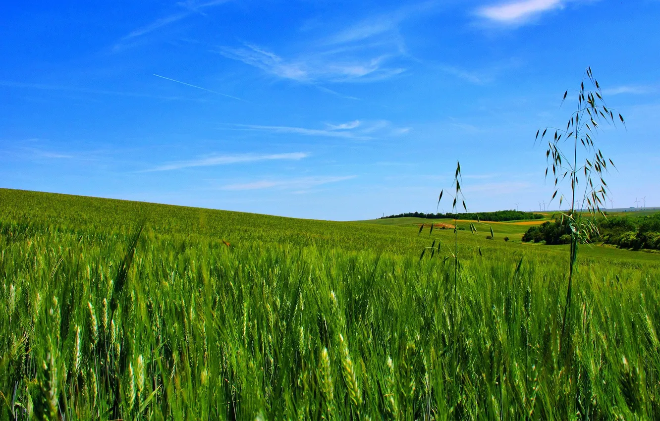Photo wallpaper field, the sky, cereals