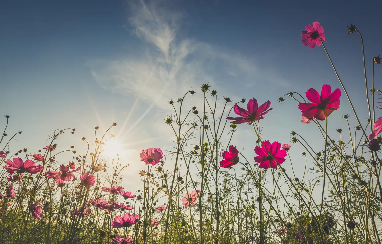 Photo wallpaper field, summer, flowers, summer, pink, field, pink, flowers