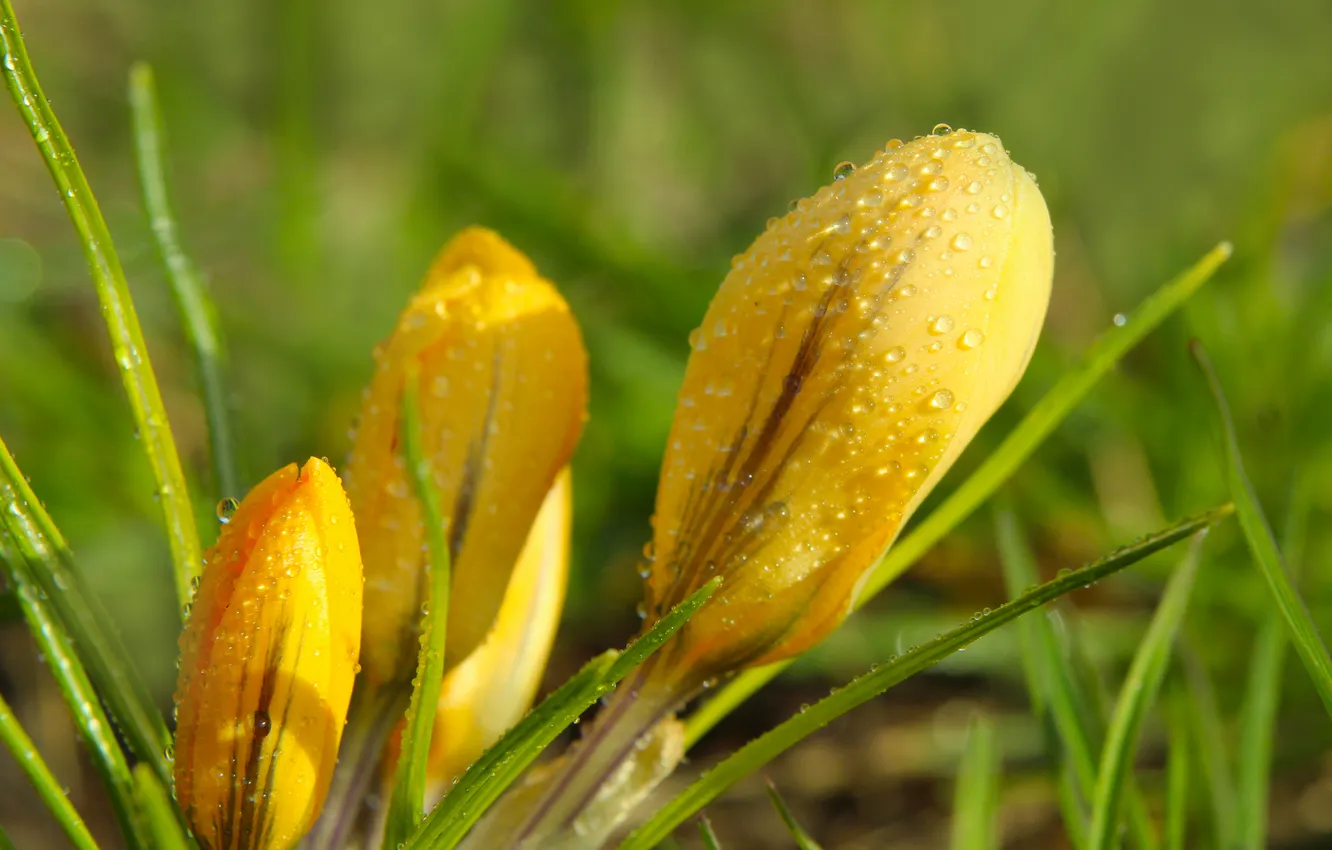 Photo wallpaper yellow, spring, Crocus