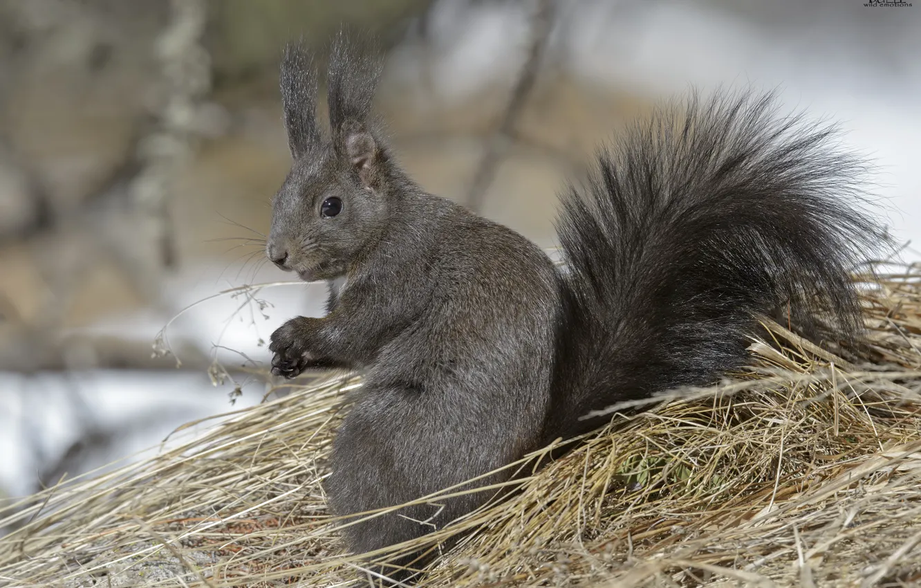 Photo wallpaper nature, background, protein, straw, dry grass, DUELL ©