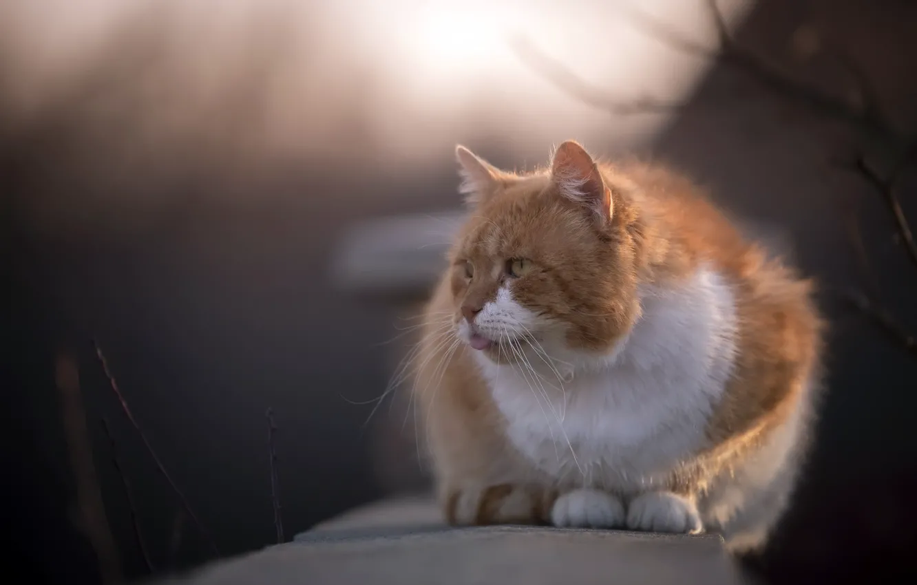 Photo wallpaper cat, nature, background