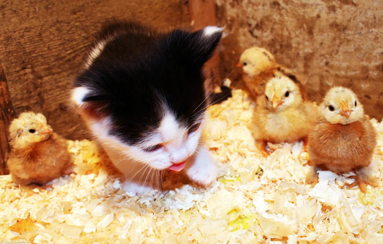 Photo wallpaper language, chickens, kitty, sawdust
