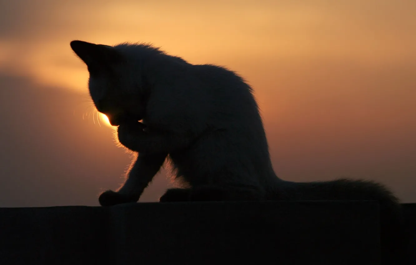 Photo wallpaper sunset, kitty, washes