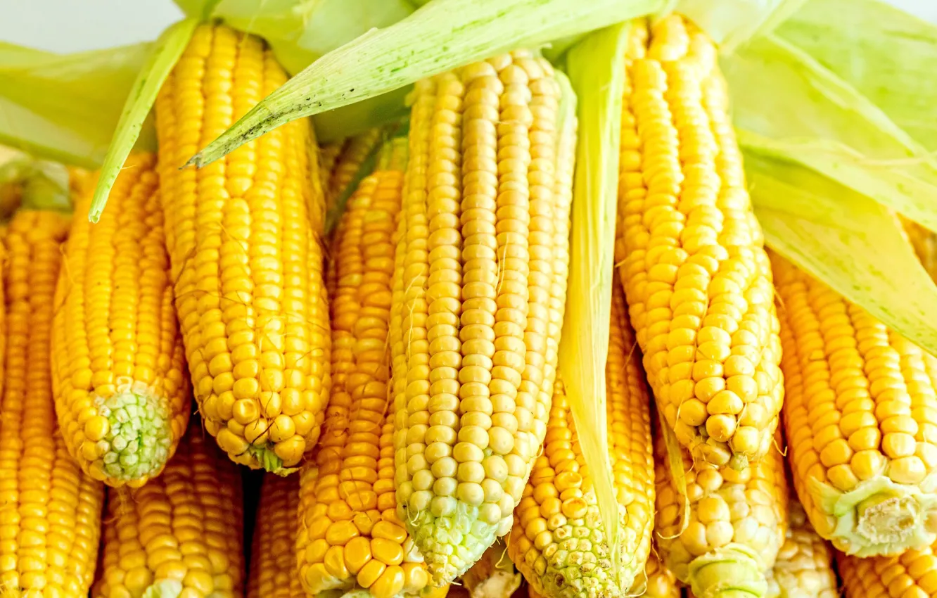 Photo wallpaper corn, harvest, the cob