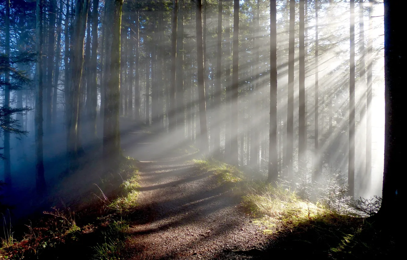 Photo wallpaper forest, rays, trees, trail, forest, trees, rays, trail