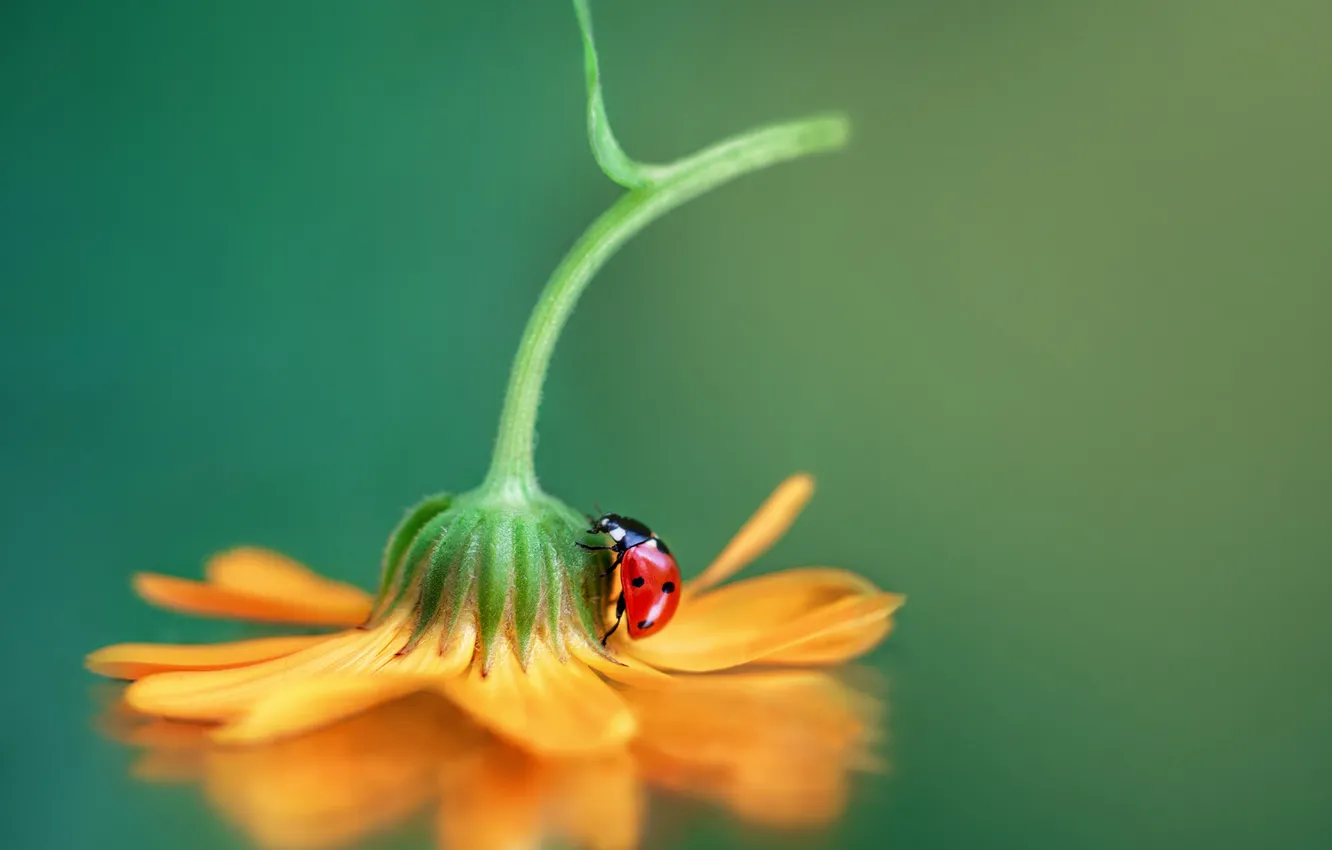 Photo wallpaper flower, macro, ladybug, beetle