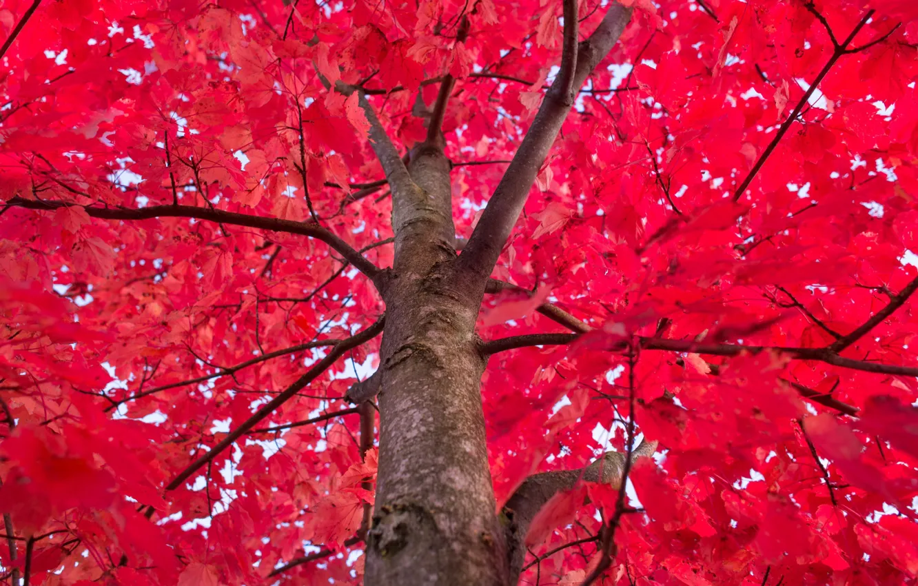Photo wallpaper Red, Tree, Autumn