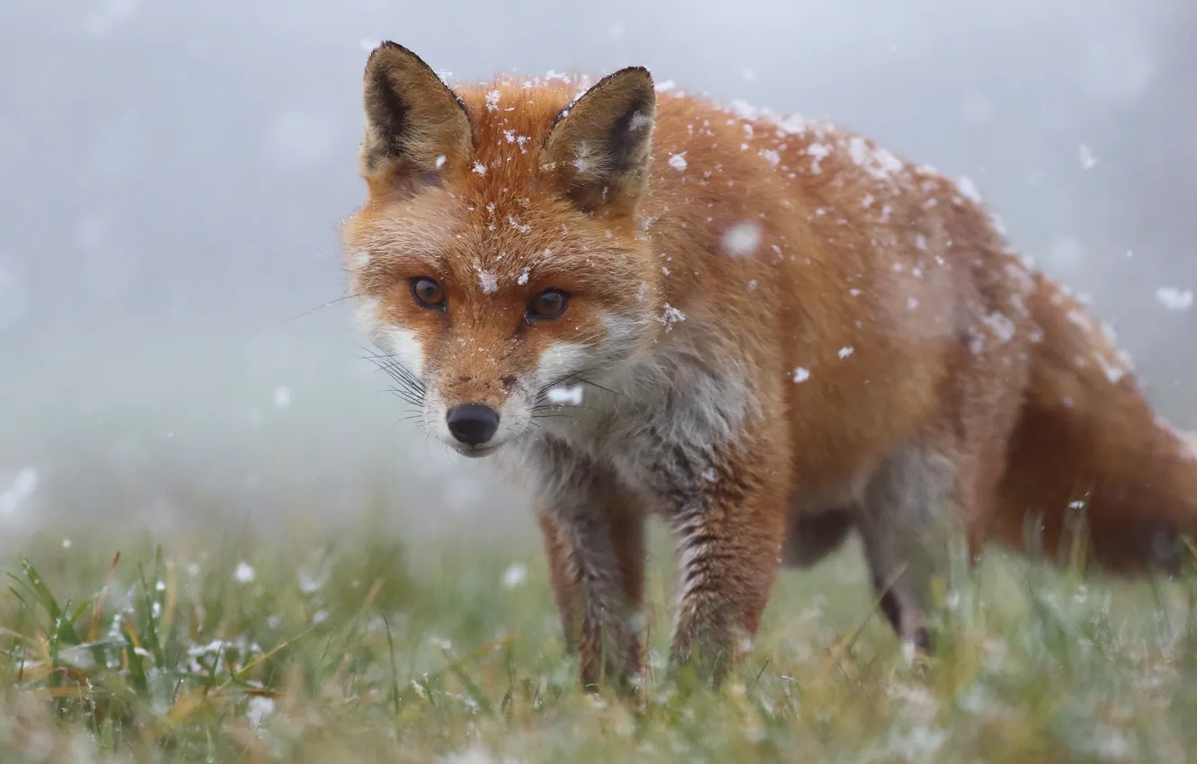 Photo wallpaper winter, grass, face, snow, Fox, red, snowfall, wildlife