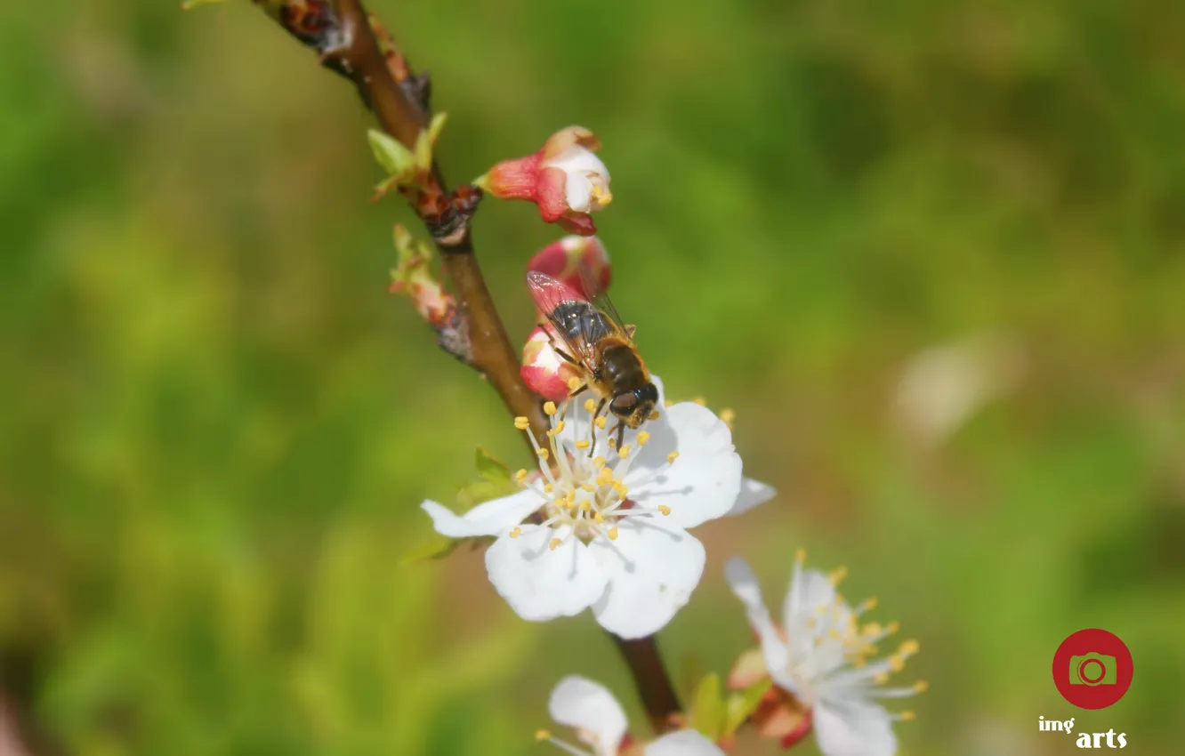 Photo wallpaper green, flower, nature, fly, bee