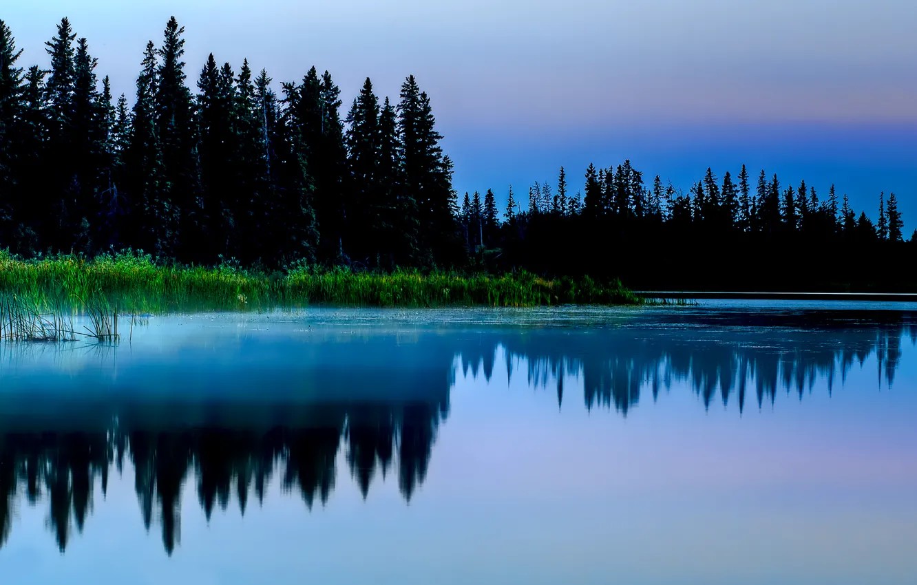 Photo wallpaper forest, grass, nature, lake, pond, reflection, thickets, swamp