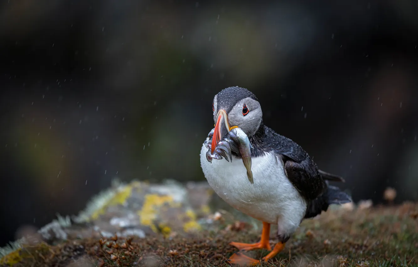 Photo wallpaper look, nature, the dark background, rain, bird, fish, stalled, mining