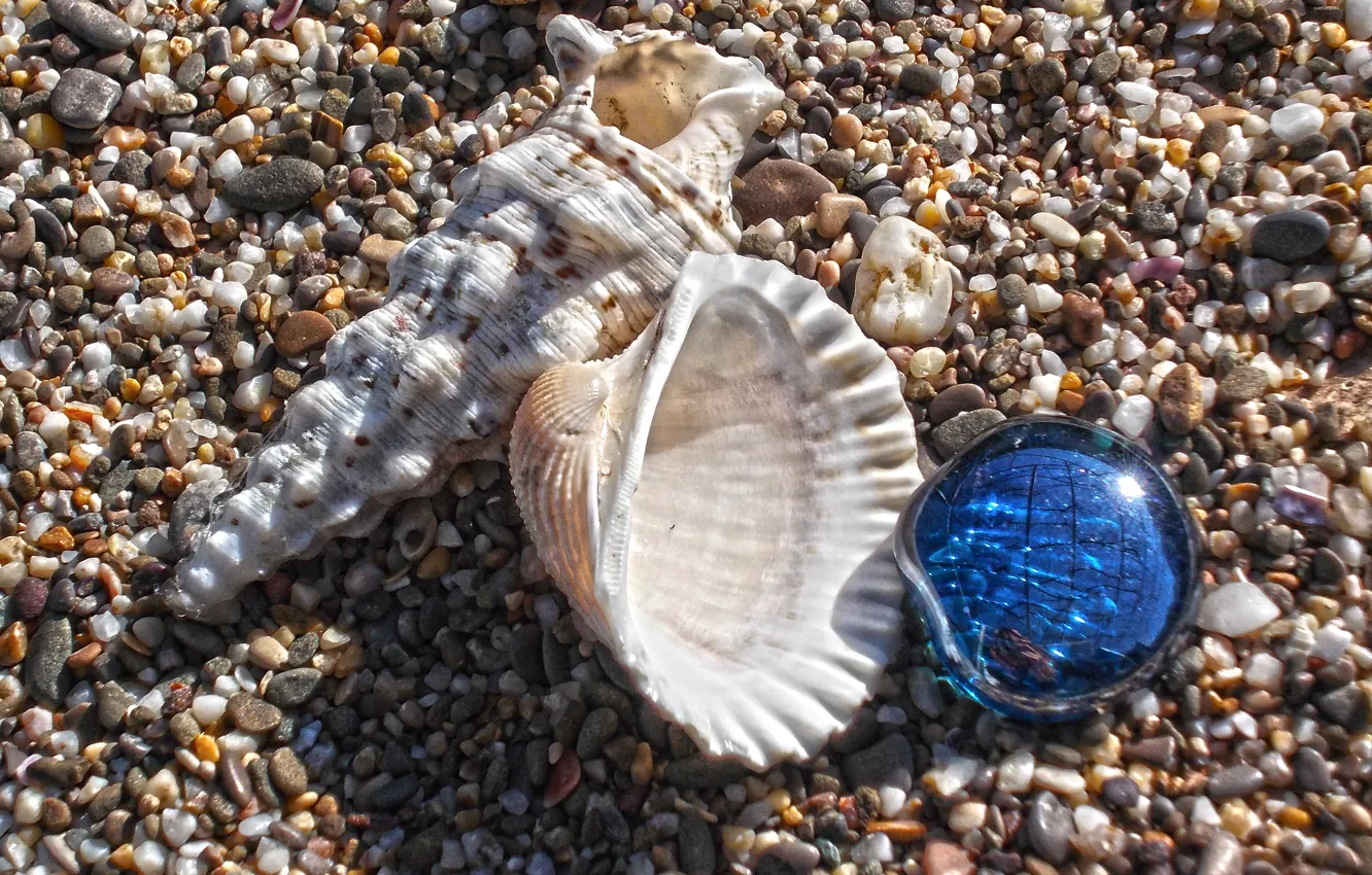 Photo wallpaper sand, macro, shell, sea