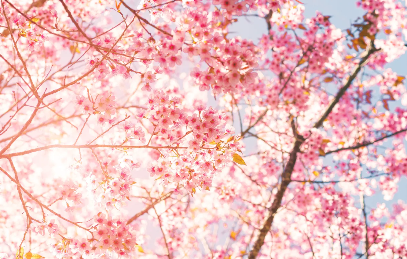 Photo wallpaper flowers, nature, tree, Sakura, flowering
