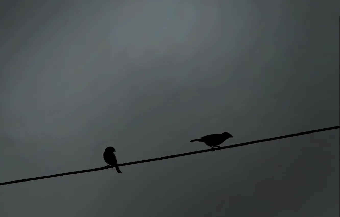 Photo wallpaper bird, wire, shadow, silhouette, Sparrow, bird